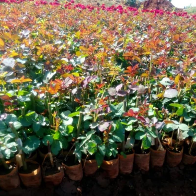2 Purple Rose Climbing Live Starter Plants, Fragrant Purple Climbing Rose for Planting Outdoor, No Pot, 1 Year Old Rose Plant, Well-Rooted Rose Plants Live Ready to Plant