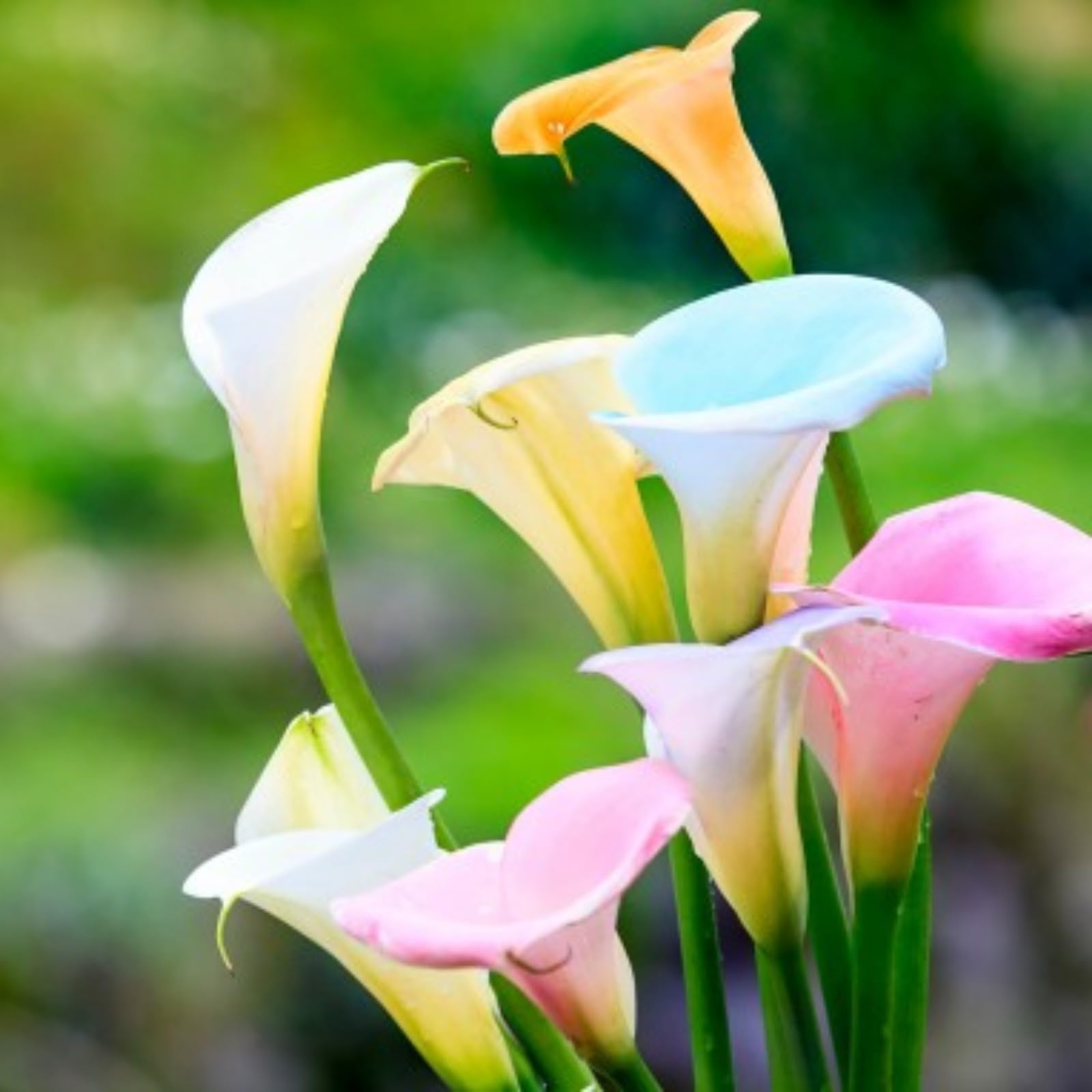 Excellent Calla Lily Bulbs for Planting Now UK Ornamental Perennial Easy Plant Cold-Resistant Display Greening Flower Natural Organic Good for Containers-10bulbs-N