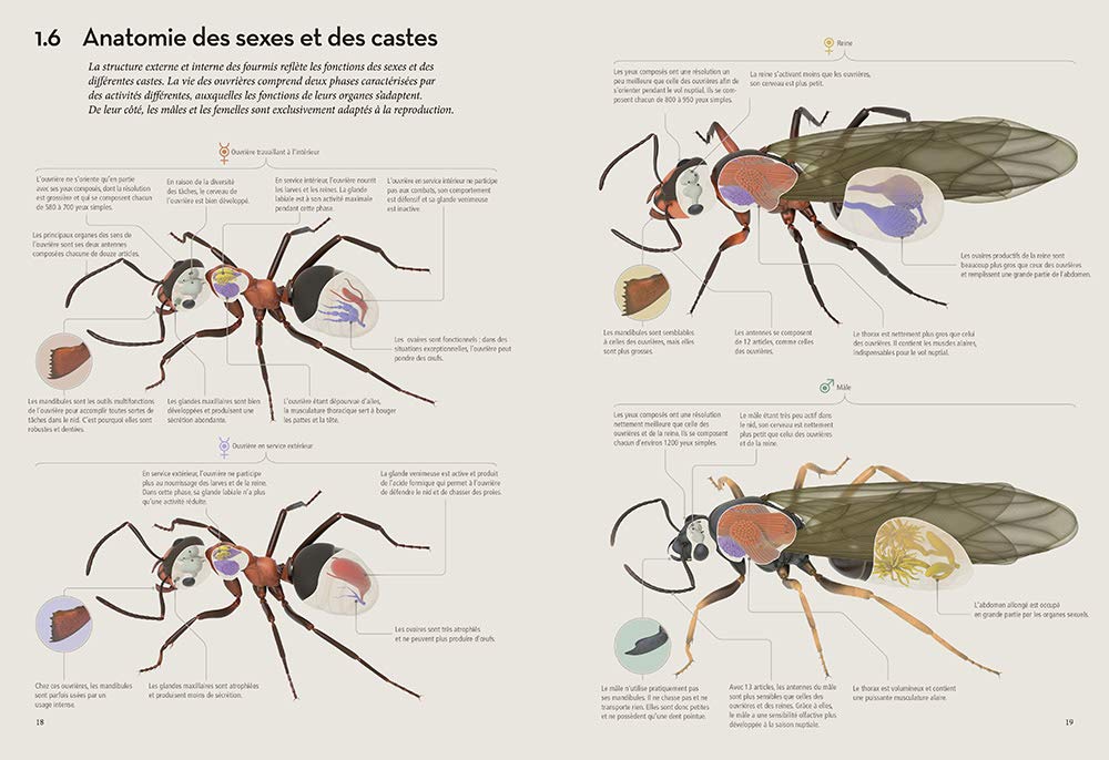 Fourmis - Vie et intelligence collective d'une colonie