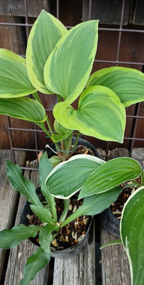 Amazon｜ギボウシ ホスタ 3種類 苗 セット｜観葉植物 オンライン通販