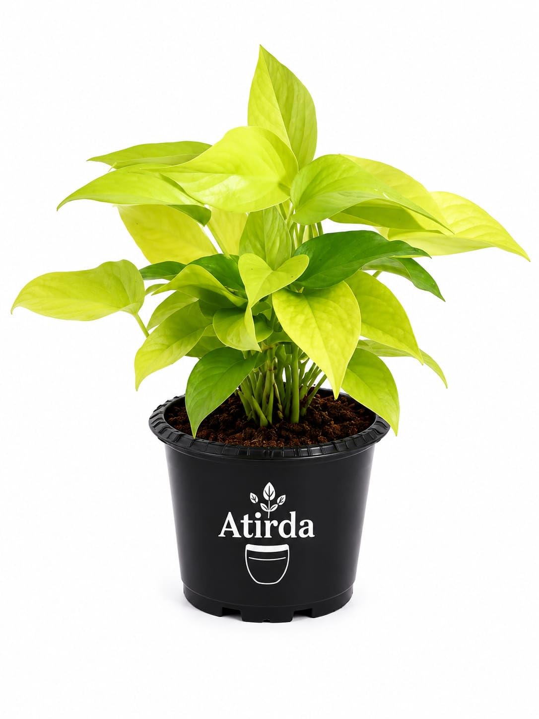 Live Golden Money Plant with Pot | Premium Healthy Indoor Plant | Natural Air Purifying Decorative Foliage Plant | Easy to Grow | Pack of 1-image-49