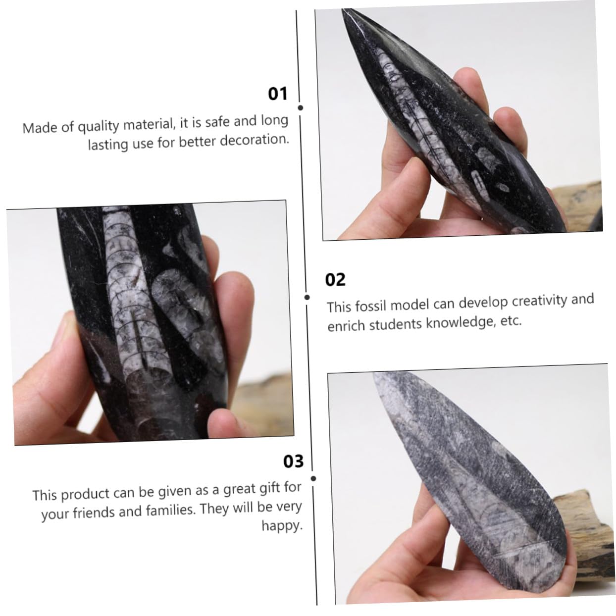 Gatuida Fósil Orthoceras Natural De Gran Tamaño Para Enseñanza, Muestra Paleontológica Fósil Marino, Decoración Educativa y Modelo Científico Para Colección y Laboratorio De Ciencias