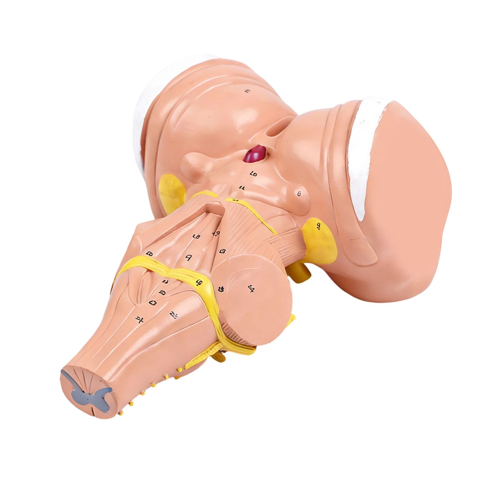 Modello anatomico del tronco cerebrale umano ingrandito 3x per programmi istruzione e formazione medica avanzati Costruzione in PVC Modello anatomico in PVC