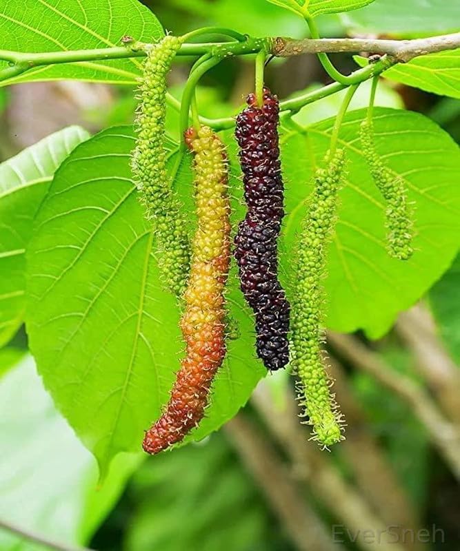 See full amazon price history chart for EverSneh Real Live Mulberry Shahtoot all time variety Fruit Live Plant & Tree(17-25cm Size) With Pot EverSneh Real Live Mulberry Shahtoot all time variety Fruit Live Plant & Tree(17-25cm Size) With Pot (B0BYXKQ8NY) Amazon Price History, Amazon Price Tracker