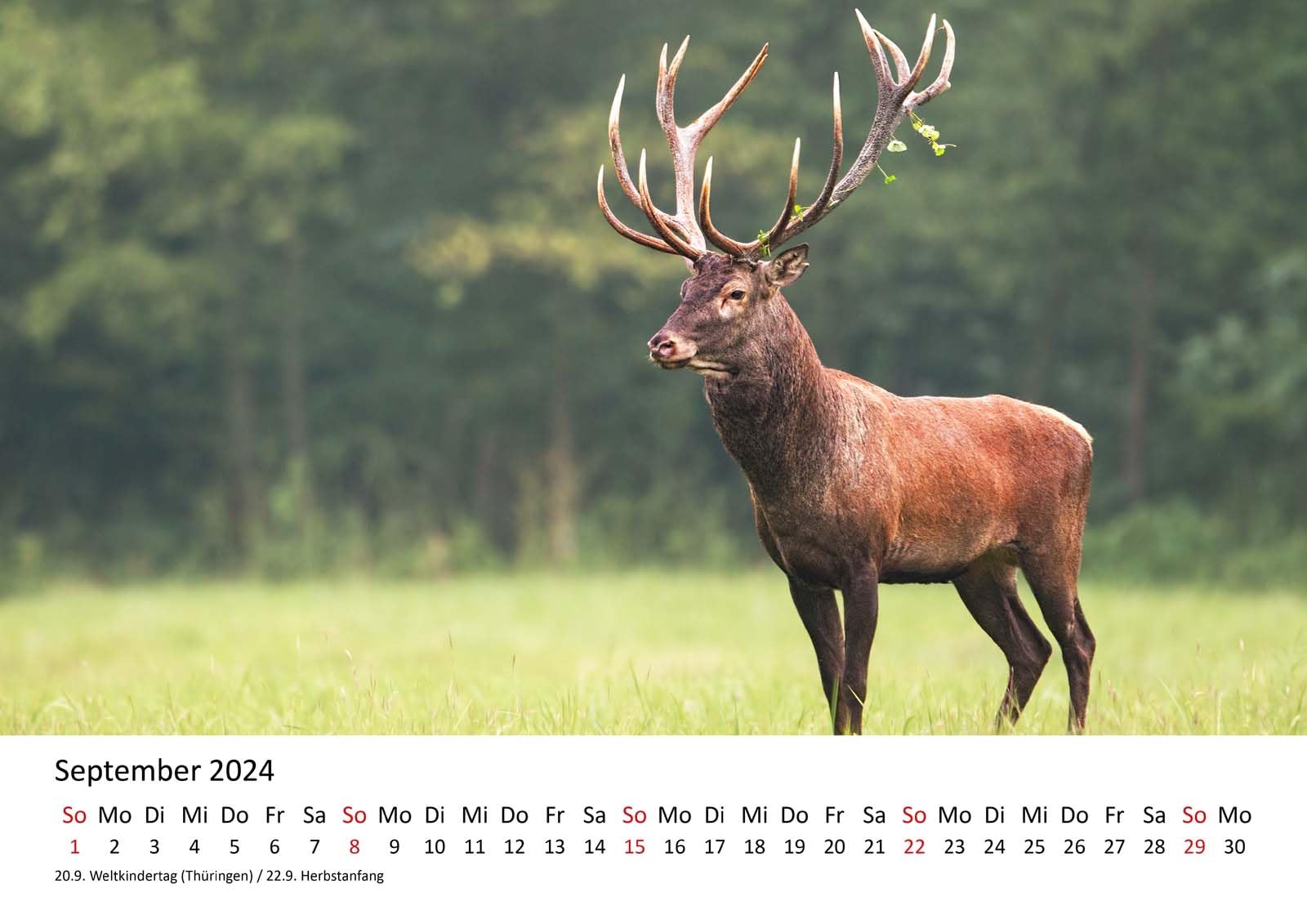 Calendrier Mural 2025 De Qualité Supérieure - Format A4 - Motif Animaux