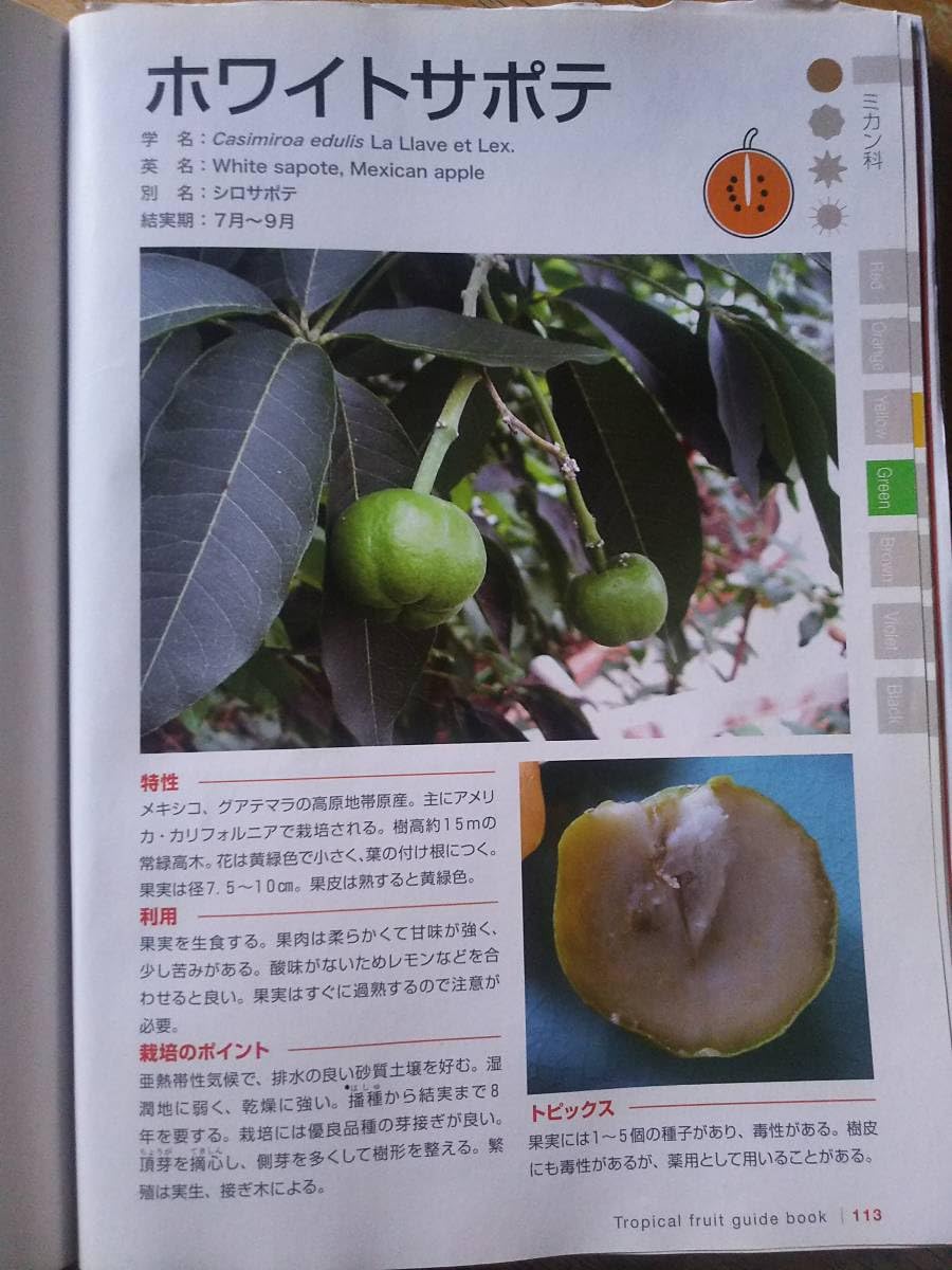 ➀ホワイトサポテ接木 マクディル耐寒性 ➀ホワイトサポテ接木