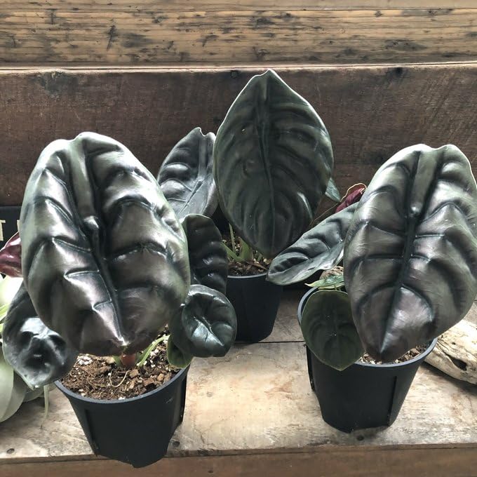 Amazon｜アロカシア クプレア レッドシークレット 大苗 観葉植物