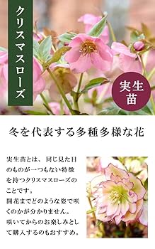 Amazon.co.jp: クリスマスローズ 苗 ダブルピンク 実生苗 9cm