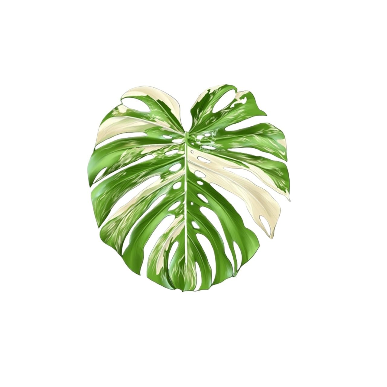 Coaster 3pcs Tropical Green Plant Cup Mats Anti Slip Holders Kitchen Drink Coasters(Color4)