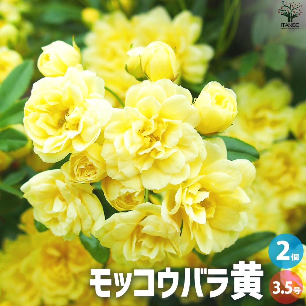 黄色モッコウバラ 特大株 Amazon.co.jp: モッコウバラ・黄花 八重咲き 3.5号ポット 2個