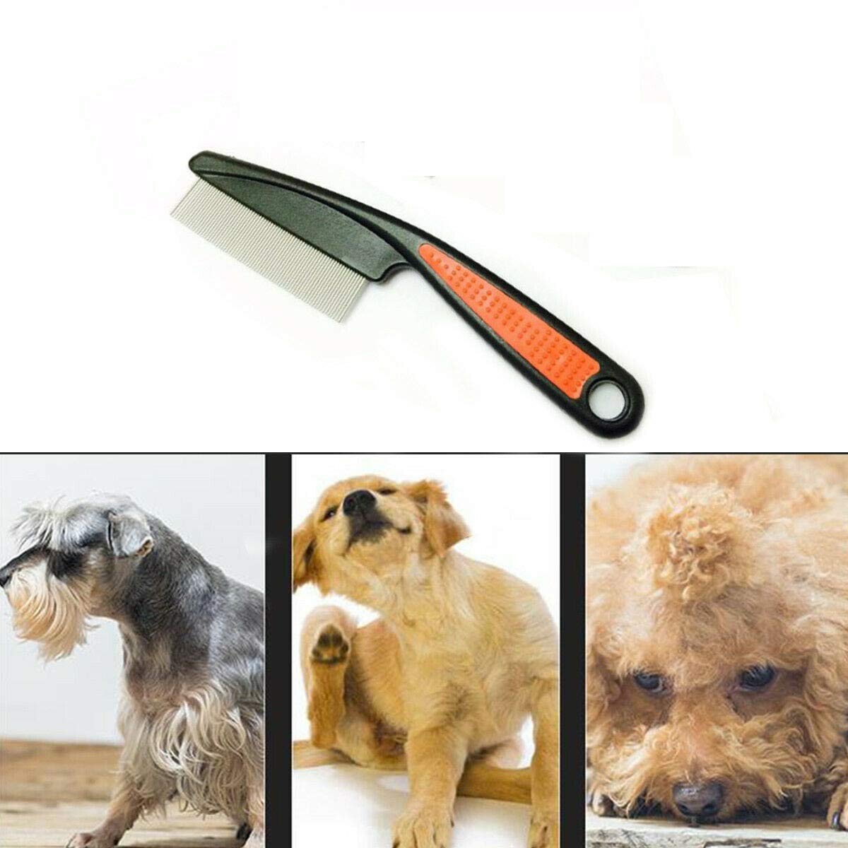 Do Fleas Like Short Haired Dogs