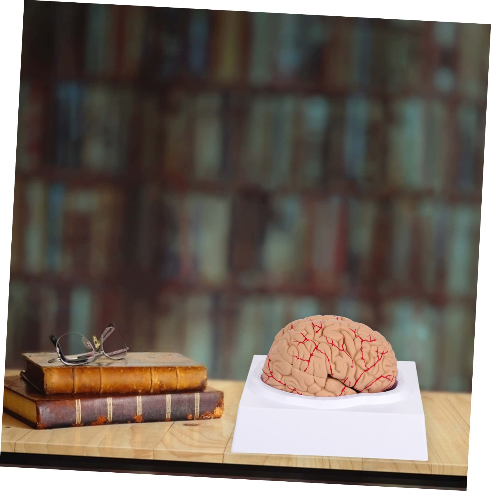 Cabilock 1pezzi Modello Anatomico del Cervello Umano Visualizzazione Scientifica Realizzato Materiali di Buona Qualità Adatto per Istruzione Prescolare e Studi Medici