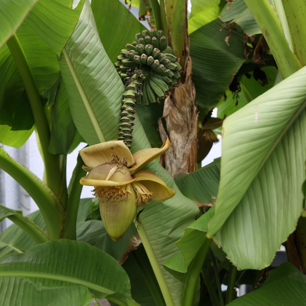 Musa Basjoo - Japanese Hardy Banana Plant - Striking Tropical Foliage for Your Garden - Supplied in a 3 Litre Pot x 1 - Thompson & Morgan