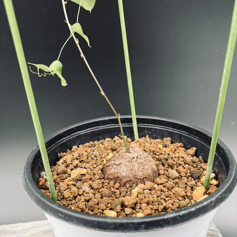 EXPO2025 ミャクミャク　亀甲竜　Mサイズ EXPO2025 ミャクミャク 亀甲竜 Mサイズ 受注生産品】EXPO2025