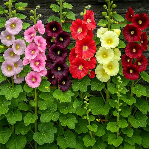 Hollyhock Single Mix - 150 Seeds + Plant tag + Freebie - Tall Flower - Alcea ficifolia