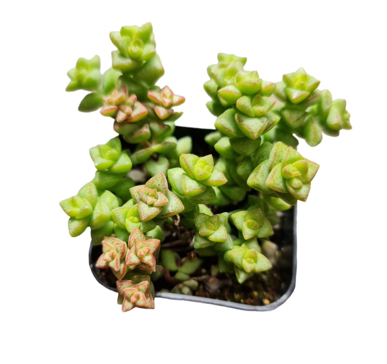 Amazon.com : FOLIAGEMS Live Cactus Succulent Plants from USKC (2" Pot  Crassula Tom Thumb) : Patio, Lawn & Garden