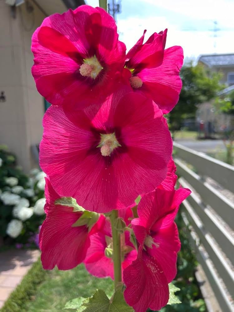 おすすめ!【10粒】八重&2色咲きのホリホック 1本に2色咲き♪ おすすめ!【10粒】八重&2色咲きのホリホック 1本に2色咲き♪