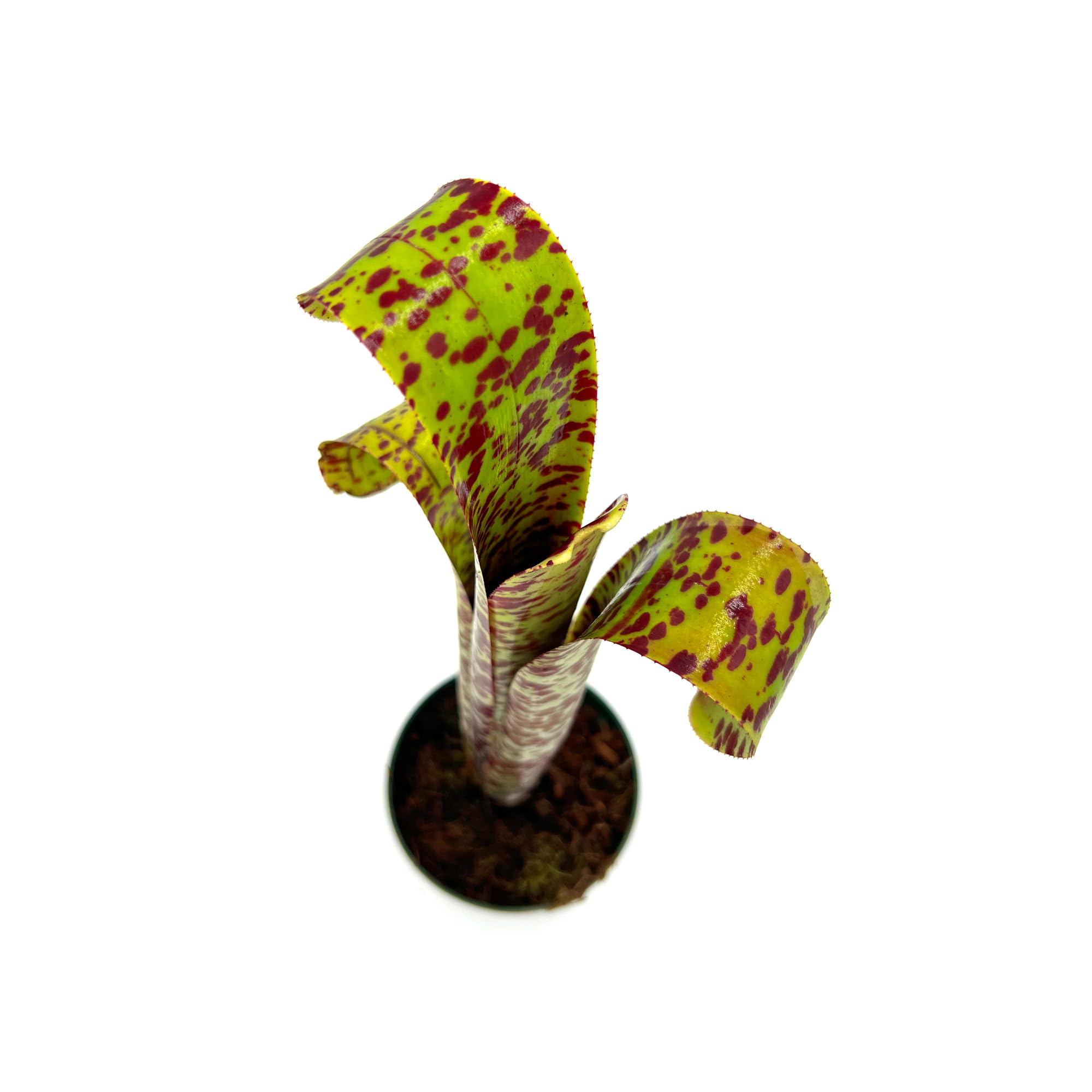 Billbergia Don’s Blest ① Billbergia Don's Blest ① Don Beadle Hybrid – Andys Bromeliads