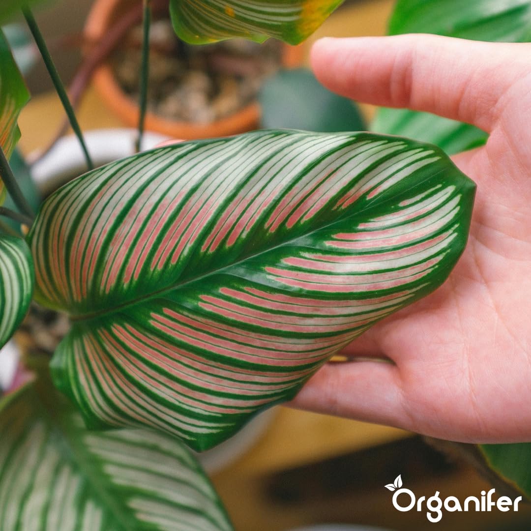 Calathea Nawóz Płynny - 5x1L - NPK 2-1-8 | Nawóz Płynny Dla Zdrowych Liści I Intensywnych Kolorów - Wspomaga Korzenie I Witalność - Organifer