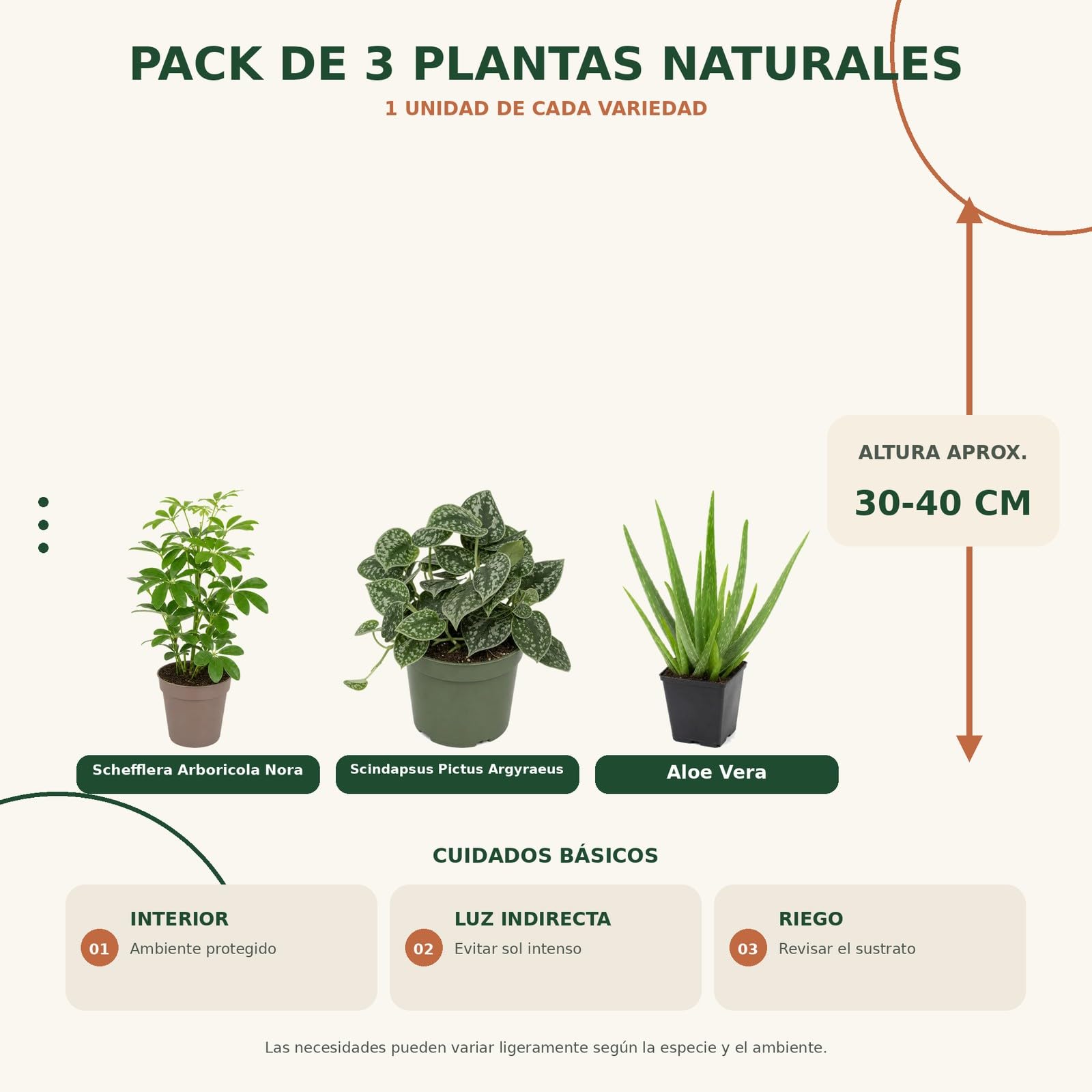 DECOALIVE Pack 3: Cheflera verde, Poto plateado Argyraeus y Sábila