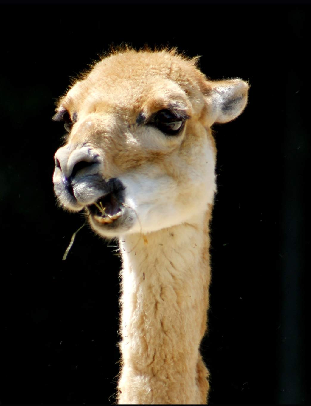 Llama Love Primary Composition Journal Story Writing Picture Paper Book