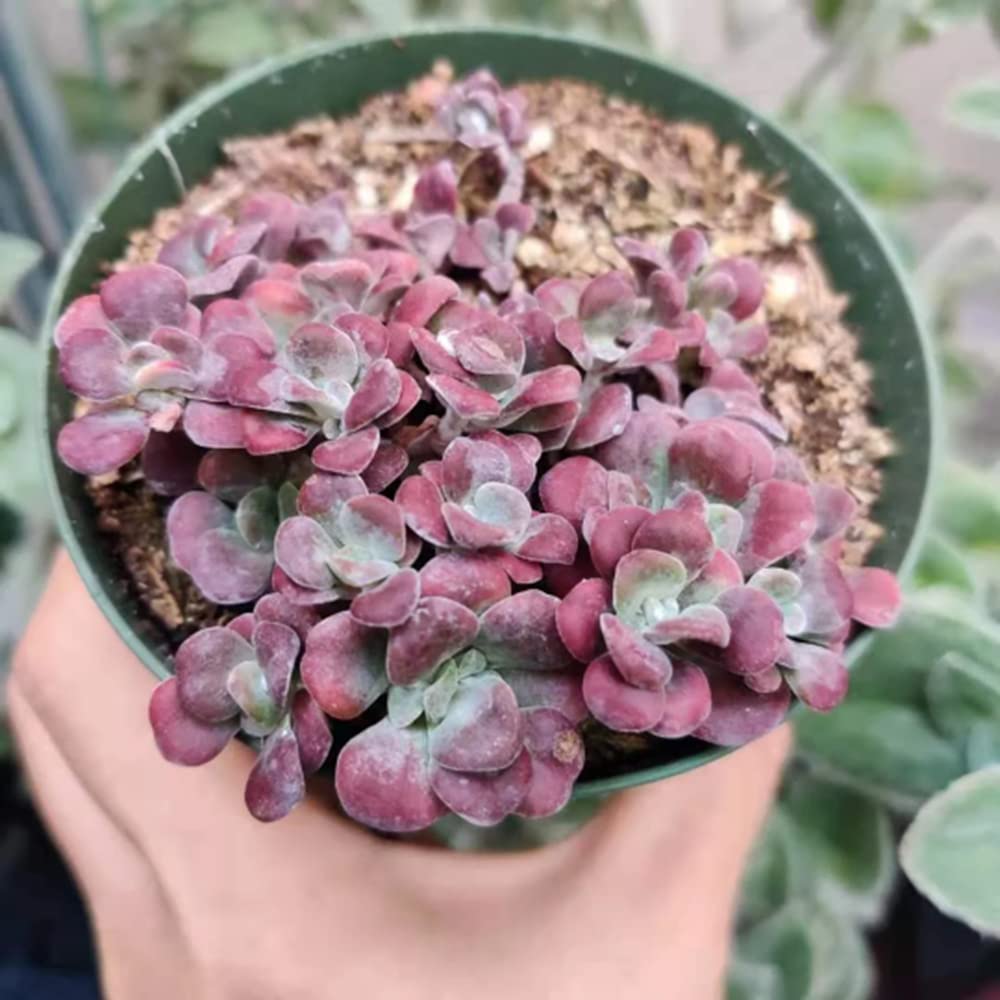 Sedum spathulifolium Carnea