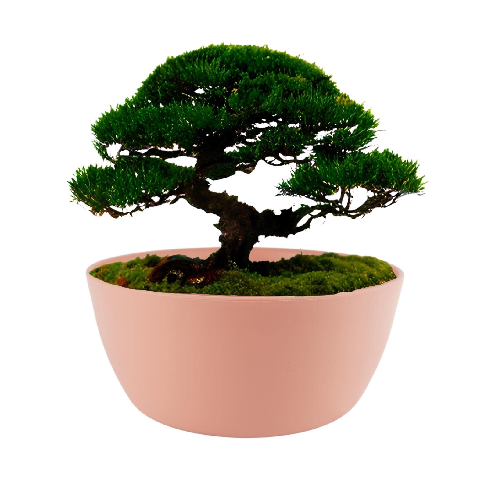 ECOMACETAS FLOWERPOT STORE Maceta de Bonsai Redonda Baja de Plástico, para Suculentas, Captus y Crasas. Color Rosa (1, 20 cm)