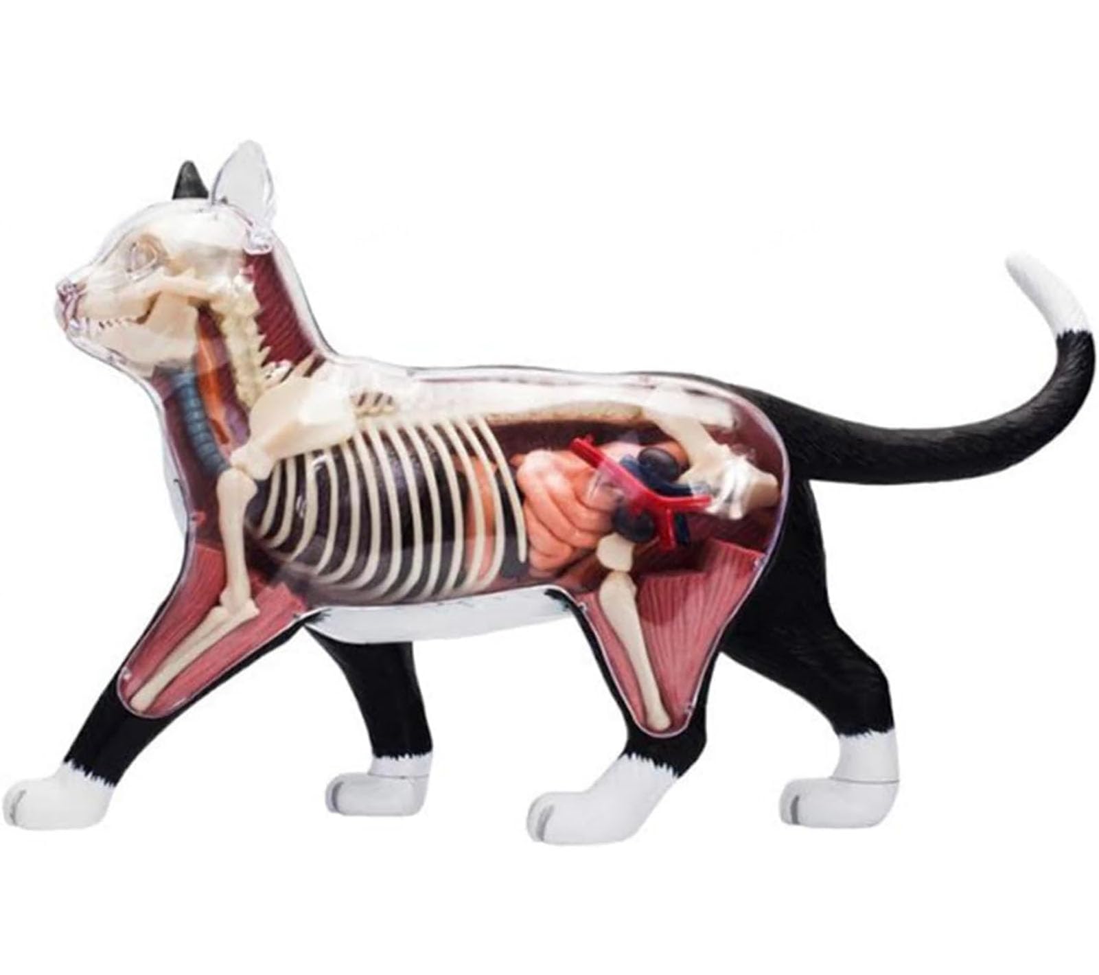 Genérico Modelo de Anatomía de Gato 4D Vision, 28 Partes para la Demostración de Enseñanza Animal, Herramienta de Anatomía de Modelo de Gato, Entrenamiento Veterinario para Demostración