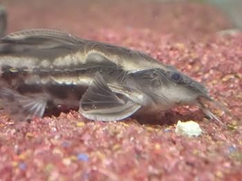 Amazon | TORIMATE（トーリーメイト）激レア！メガロドラス（15cm前後