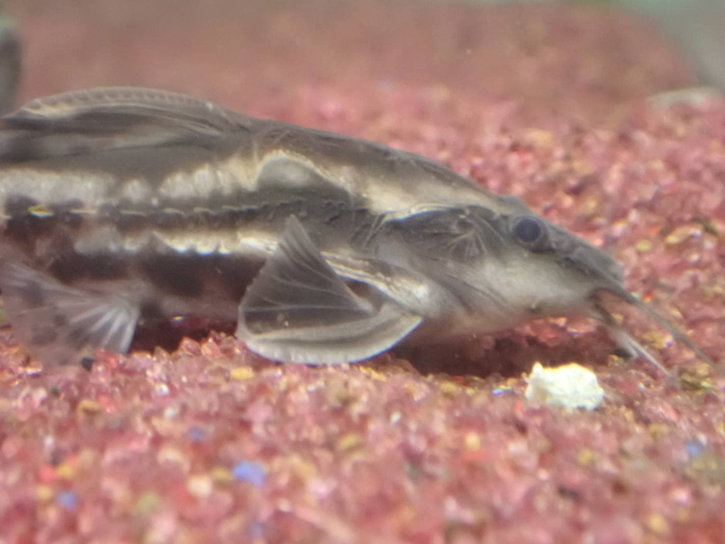 Amazon | TORIMATE（トーリーメイト）激レア！メガロドラス（15cm前後