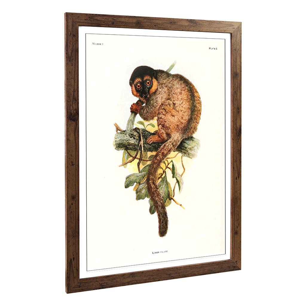 Big Box Art Framed Print of Vintage Joseph Wolf Common Brown Lemur Design | Wall Art Picture | Home Decor for Kitchen, Living Room, Bedroom, Hallway, Walnut, A2 / 24.5x18 Inch / 62x45cm