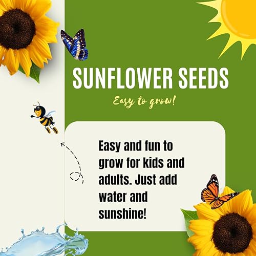 Miniatura 6 de Semillas de girasol para plantar y plantar semillas de girasol de mamut, paquete de alrededor de 100 semillas de flores (Asteraceae Asterales
