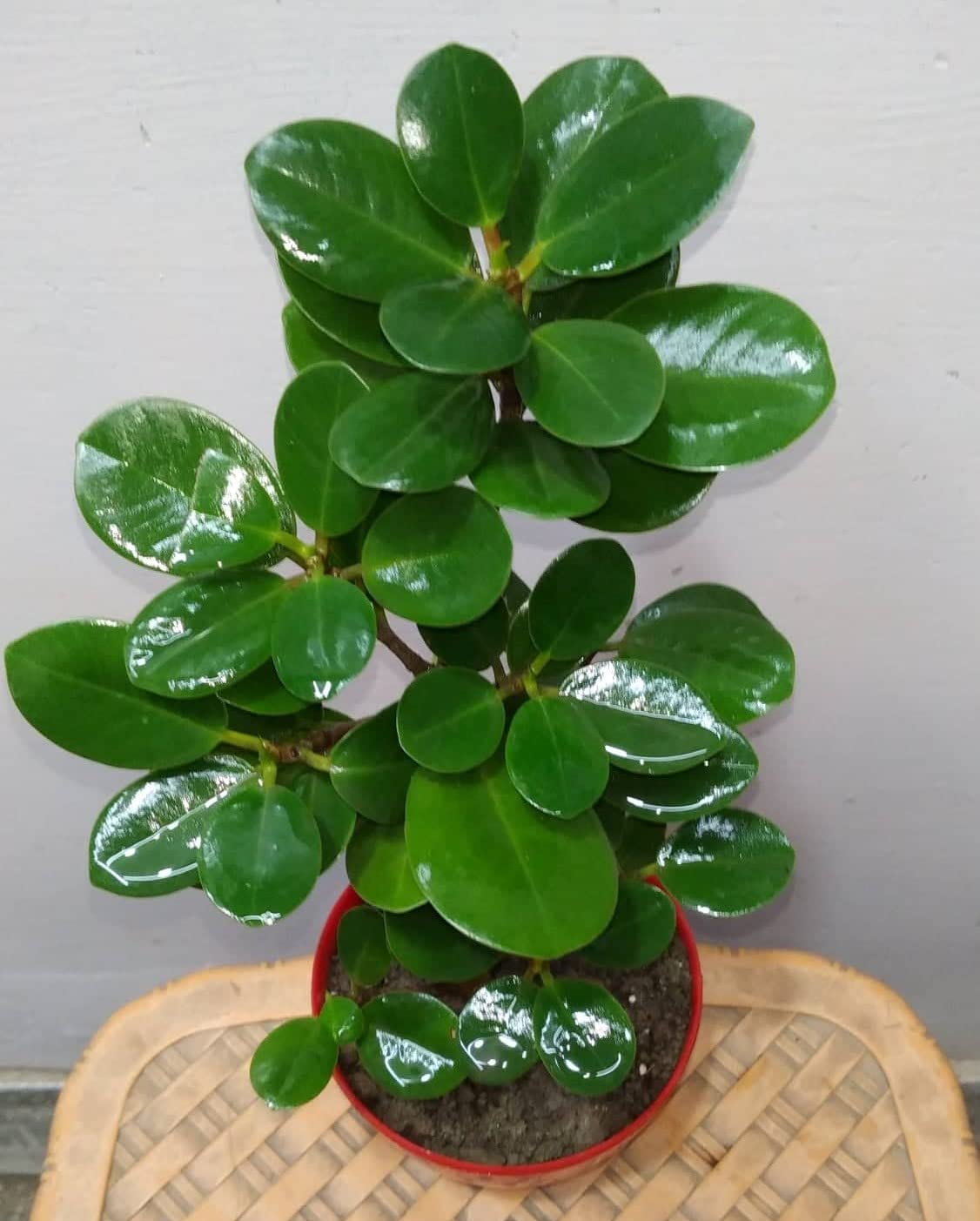 Live Green Ficus Microcarpa Dwarf Indoor Plant - 1 Decorative (Ficus Benjamina Bonsai) Good Luck Plant - Air Purifying Table Plant - Pack In 4" Pot.-image-20