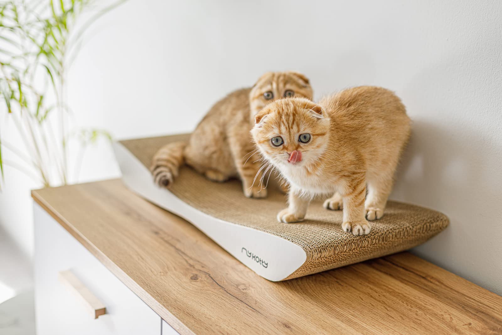 myKotty: Planche de grattement Réversible et Lit de Chat pour Dormir et S'amuser TOBI