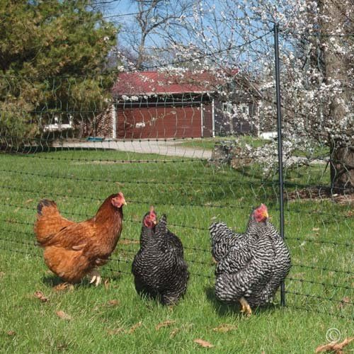 Amazon Com Premier 1 Supplies Poultry Fencing Amazon Com Premier 1 Supplies Poultry Fencing