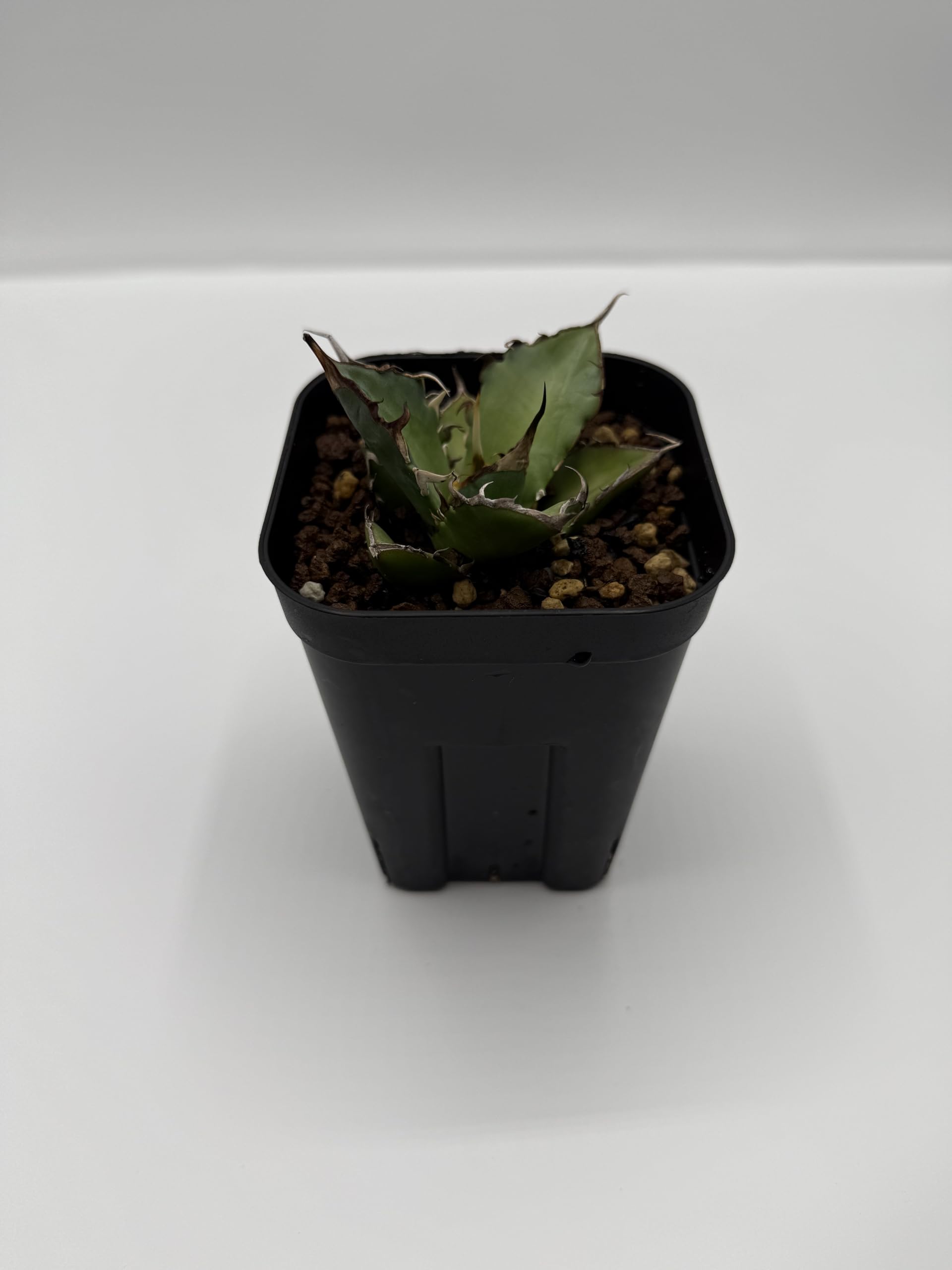 Amazon｜アガベ チタノタ 黒帝斯/Agave titanota 