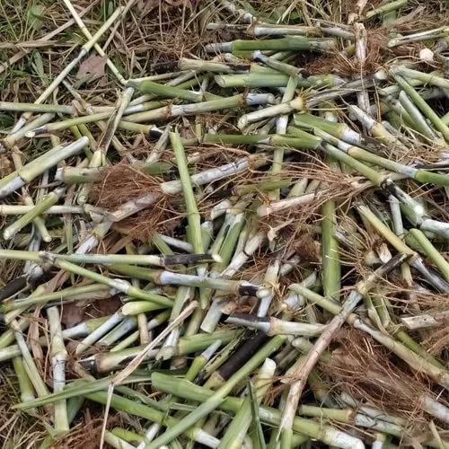 Super Napier multicut live bulbs/seeds for home garden,cow/goat/elephant etc eating grass stick pack of 30 (B0BNQHJ9T9) Amazon Price History, Amazon Price Tracker
