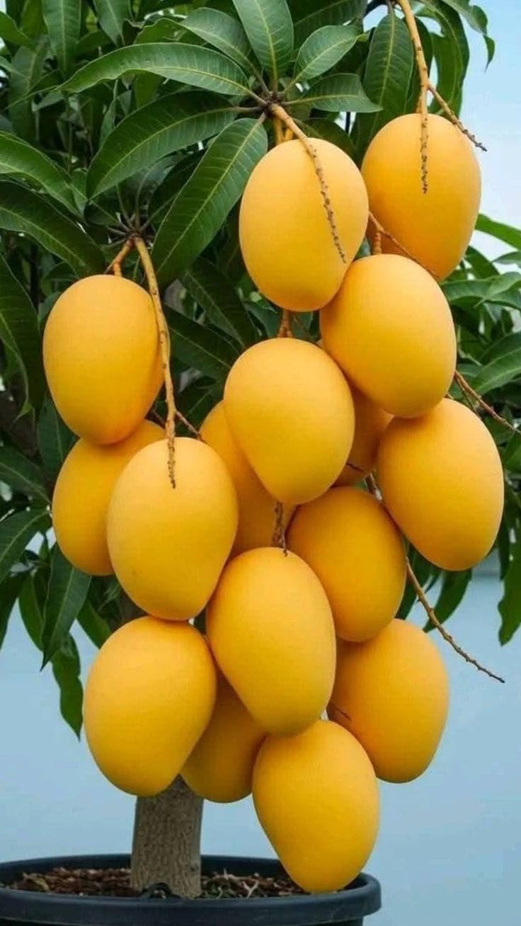 All Time 12 Months Hybrid Grafted Vietnam Variety Mango Live Plant in a Pot – High-Yield, Sweet Mango Tree for Home Garden, Tropical Fruit, Perfect for Container or Ground Planting-image-43