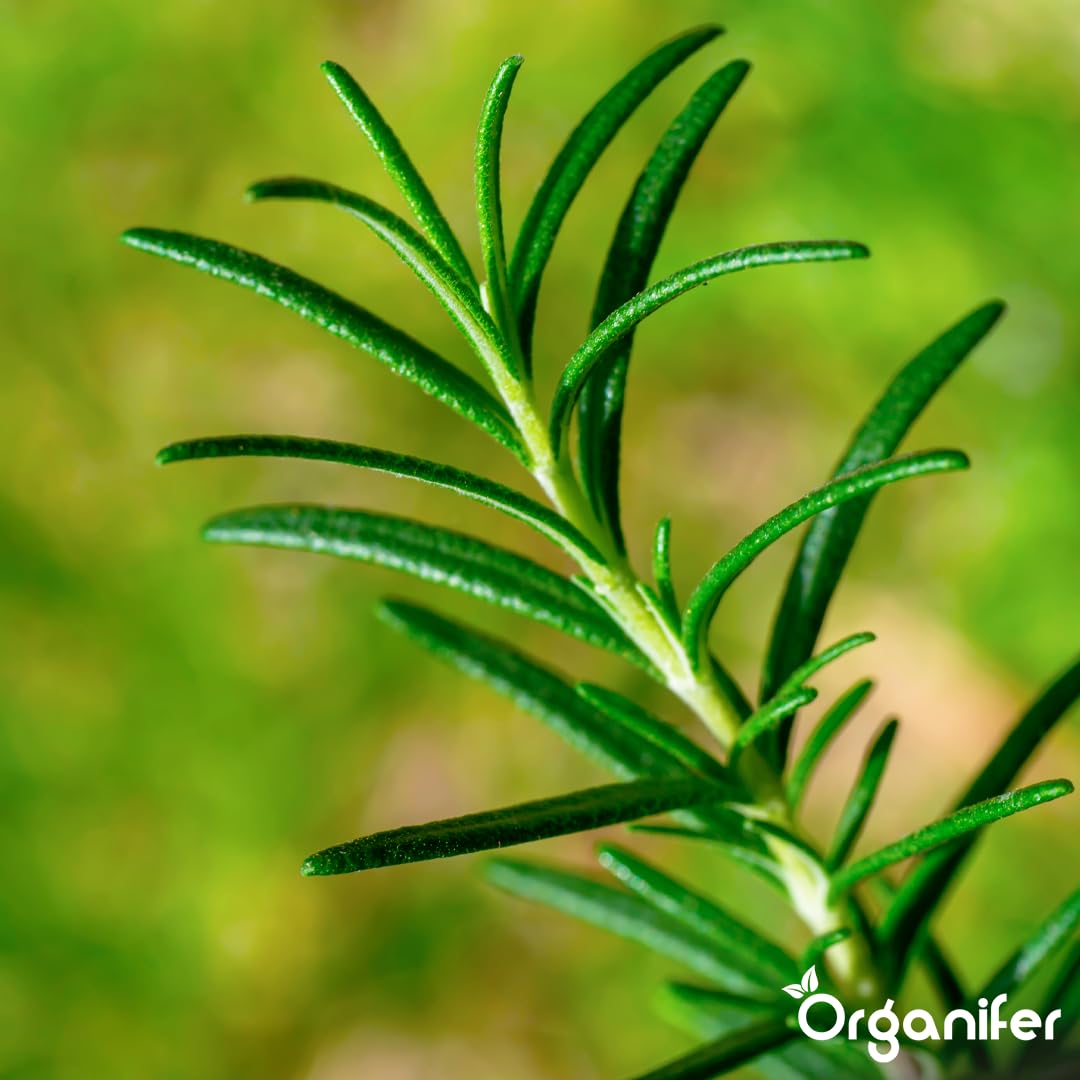 Fertilizante Líquido Para Romero 1L – Abono Orgánico Para Hojas Saludables Y Crecimiento Fuerte – Refuerza Raíces Y Vitalidad – Organifer