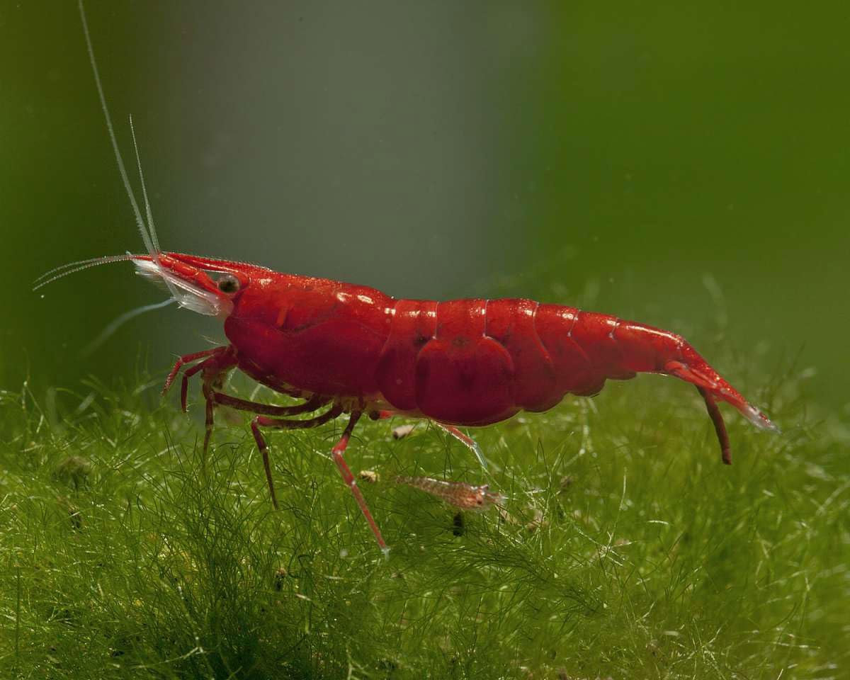 Générique 10 gamberi Bloody Mary - Neocaridina davidi - Qualità Premium - Colore Rosso intenso - Allevati in Francia - Ideale Acquario d'Acqua Dolce