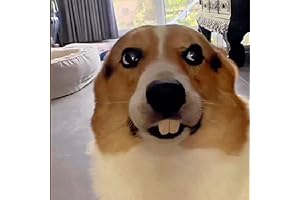 Funny Dog Teeth: Festive Canine Braces for Your Furry Friend