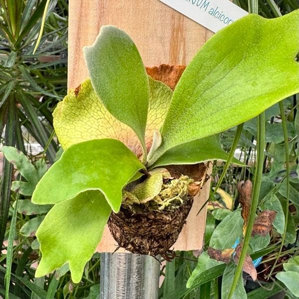 Amazon｜おしゃれ 観葉植物：ビカクシダ コウモリラン アルシコルネ 板