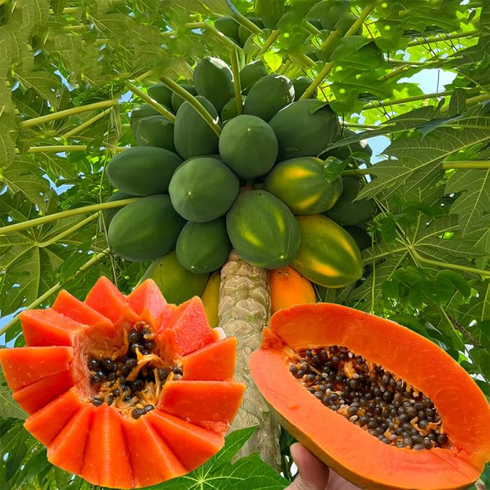 Papaya Seeds – Red Lady 786 F1 Hybrid Taiwan Variety | Organic, Tasty, High Germination | Papita ka Beej (5grams) Approx 550+ seeds...-image-23
