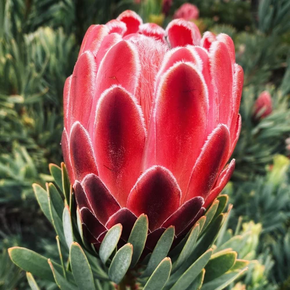 Amazon.co.jp: リューカデンドロン・ストロベリーフェア 7号鉢