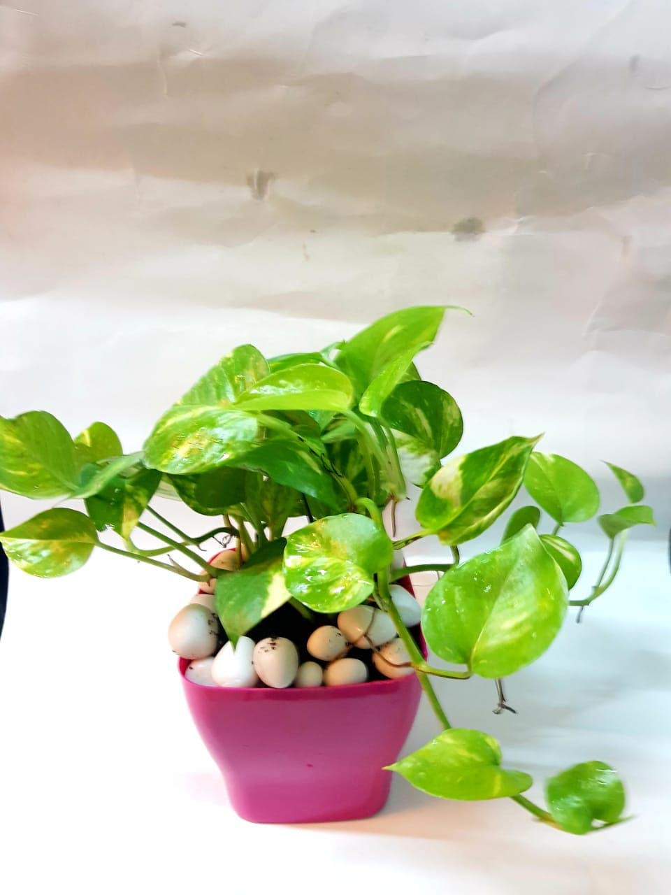 Universal Fountain Natural Bushy Double Live Money Plant with Plastic Pot (Green) (B07J5Q8FYB) Amazon Price History, Amazon Price Tracker