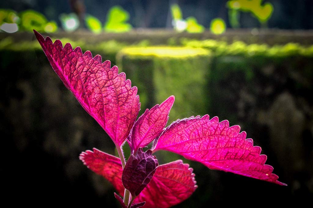 Creative Farmer Vegetable Seeds Amaranth Herb Seeds - Amaranthus(Red) Seeds Microgreen Herbal Plants Gardening Plants Seeds Home Garden Seeds (B07N48FFFJ) Amazon Price History, Amazon Price Tracker