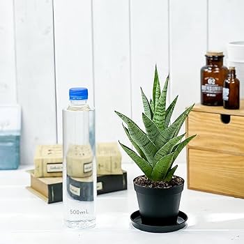 Amazon.co.jp: PLANCHU 観葉植物 サンセベリア ハイブリッド 3号