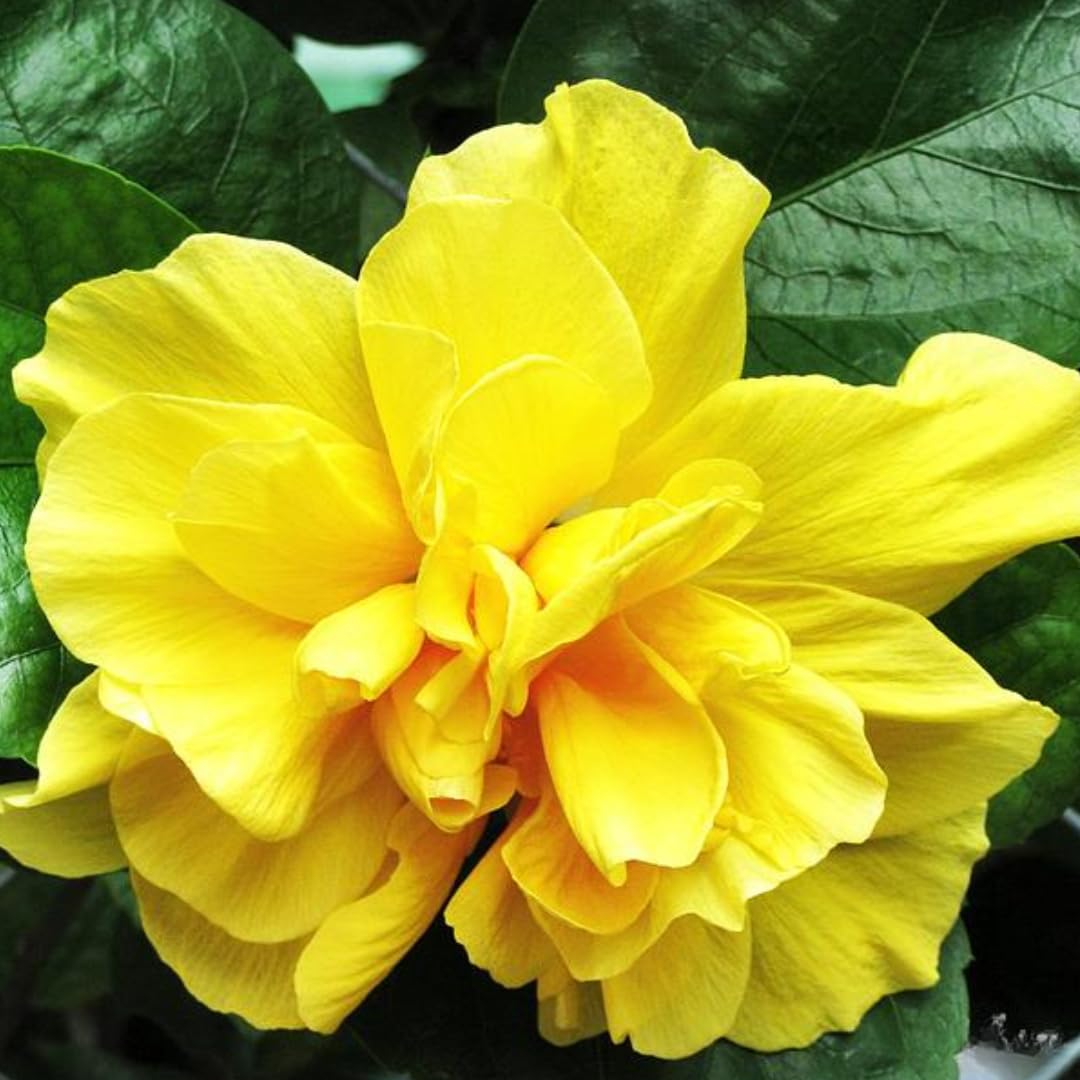 芳樹 Amazon.com : A Clump of Hibiscus Plant Live, 8 to 12 Inch Tall