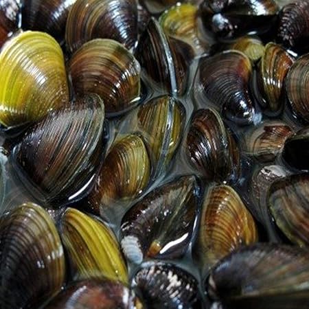 Amazon 生体 淡水シジミ 2０匹 淡水しじみ Emuwai Emuwai 観賞魚 水中生物 通販