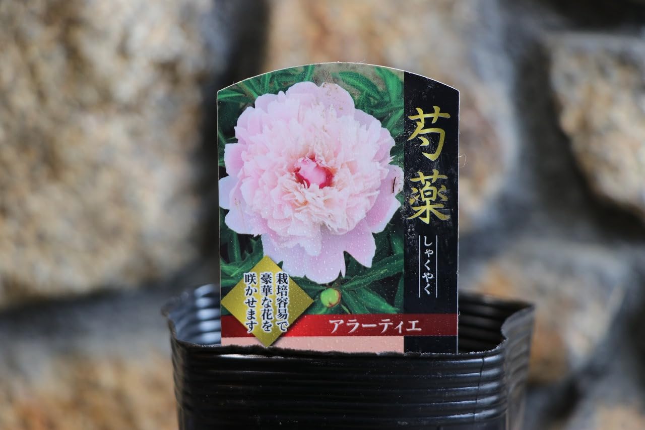 Amazon.co.jp: 八重咲き シャクヤク アラーティエ 4号ポット苗 1株販売